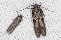 Blastobasis glandulella