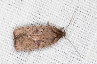 Agonopterix scopariella
