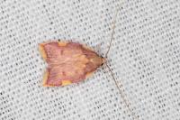 Carcina quercana
