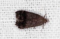 Anacampsis