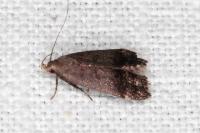Anacampsis