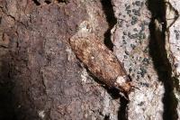 Depressaria albipunctella