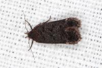 Anacampsis