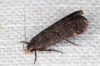Anacampsis