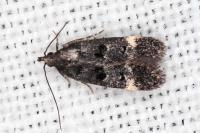 Dichomeris alacella