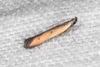 Mesophleps trinotella