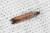 Mesophleps trinotella