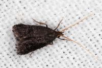 Lecithocera nigrana