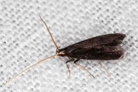 Lecithocera nigrana