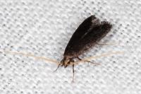 Lecithocera nigrana