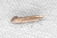 Plutella xylostella