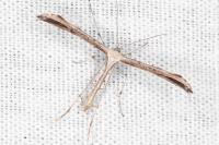 Emmelina monodactyla