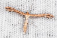 Oxyptilus