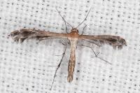 Stangeia siceliota