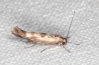Scythris limbella
