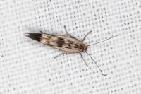 Scythris limbella