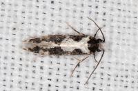 Neurothaumasia ankerella