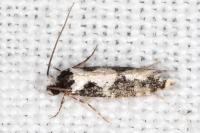 Neurothaumasia ankerella