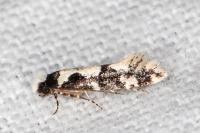 Neurothaumasia ankerella