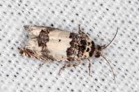 Epinotia thapsiana