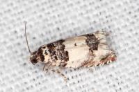 Epinotia thapsiana