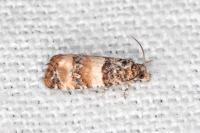 Lobesia bicinctana