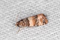 Lobesia bicinctana