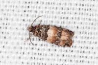 Lobesia bicinctana