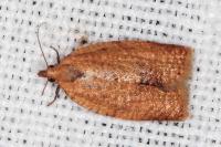 Clepsis consimilana