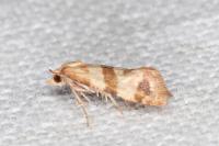 Phalonidia contractana