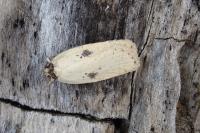 Agonopterix subpropinquella