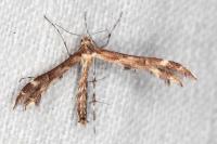 Oxyptilus distans