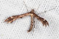 Oxyptilus distans