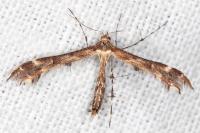 Oxyptilus distans