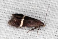 Aproaerema cinctella