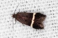 Aproaerema cinctella