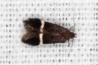 Aproaerema cinctella