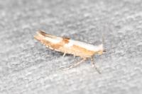 Argyresthia pruniella
