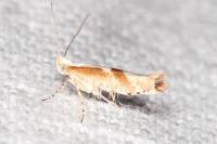 Argyresthia pruniella