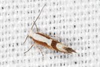 Argyresthia pruniella