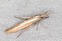 Coleophora