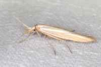 Coleophora