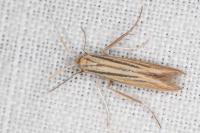 Coleophora