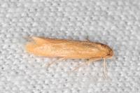 Haplochrois ochraceella