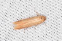 Haplochrois ochraceella