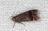 Anacampsis obscurella
