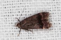 Anacampsis obscurella
