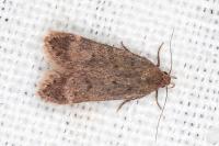 Anacampsis