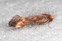 Apodia bifractella