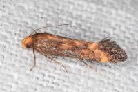 Apodia bifractella